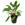 Planta natural Cryptocoryne (Cryptocoryne sp). - Imagen 1