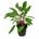 Planta natural Cryptocoryne (Cryptocoryne sp). - Imagen 1