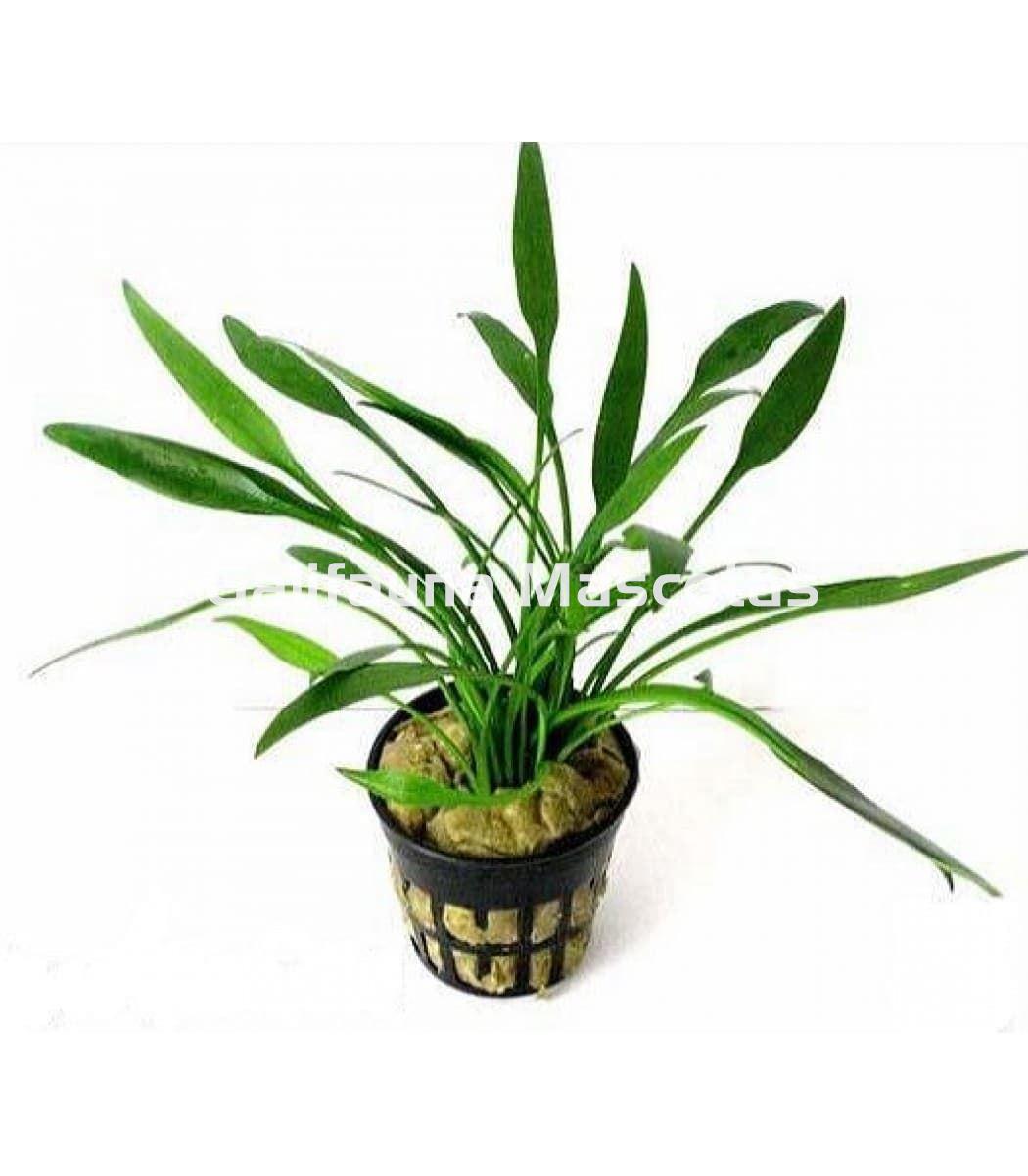 Planta natural Cryptocoryne (Cryptocoryne sp). - Imagen 2