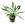 Planta natural Cryptocoryne (Cryptocoryne sp). - Imagen 2