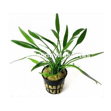 Planta natural Cryptocoryne (Cryptocoryne sp). - Imagen 2