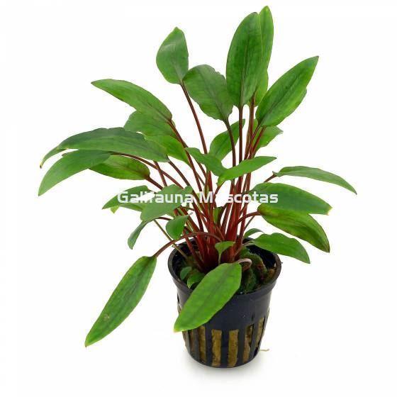 Planta natural Cryptocoryne petchii (Cryptocoryne petchii). - Imagen 1