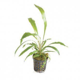 Planta natural Cryptocoryne Spiralis (Cryptocoryne Spiralis). - Imagen 1