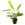 Planta natural Echinodorus sp (Echinodorus sp). - Imagen 1