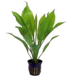Planta natural Echinodurus Amazónico (Echinodorus amazonicus). - Imagen 1