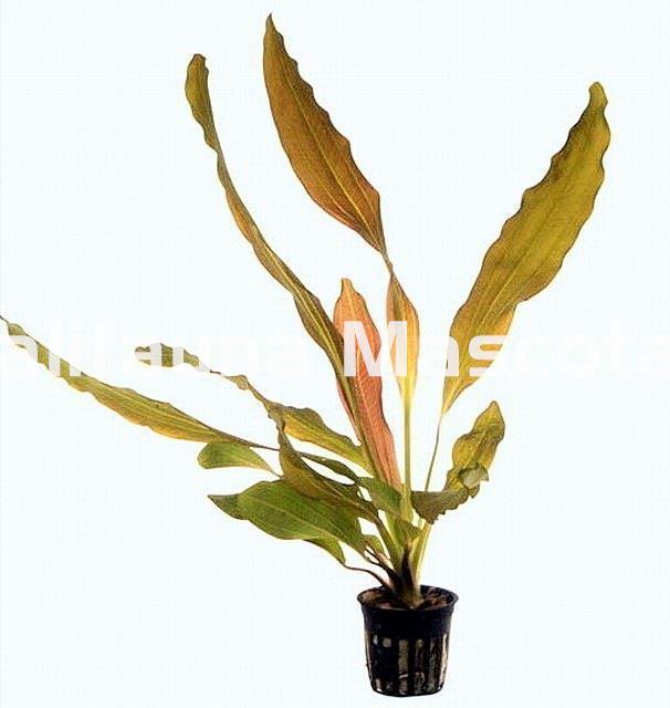 Planta Natural Echinodurus (Echinodorus horemanni red). - Imagen 1