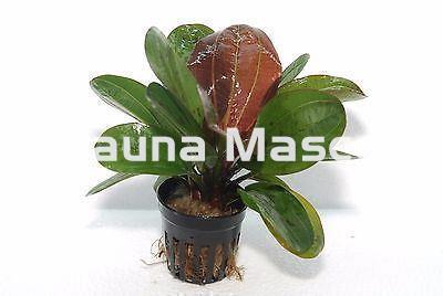 Planta Natural Echinodurus Hadi Red (Echinodorus hadi red pearl). - Imagen 1