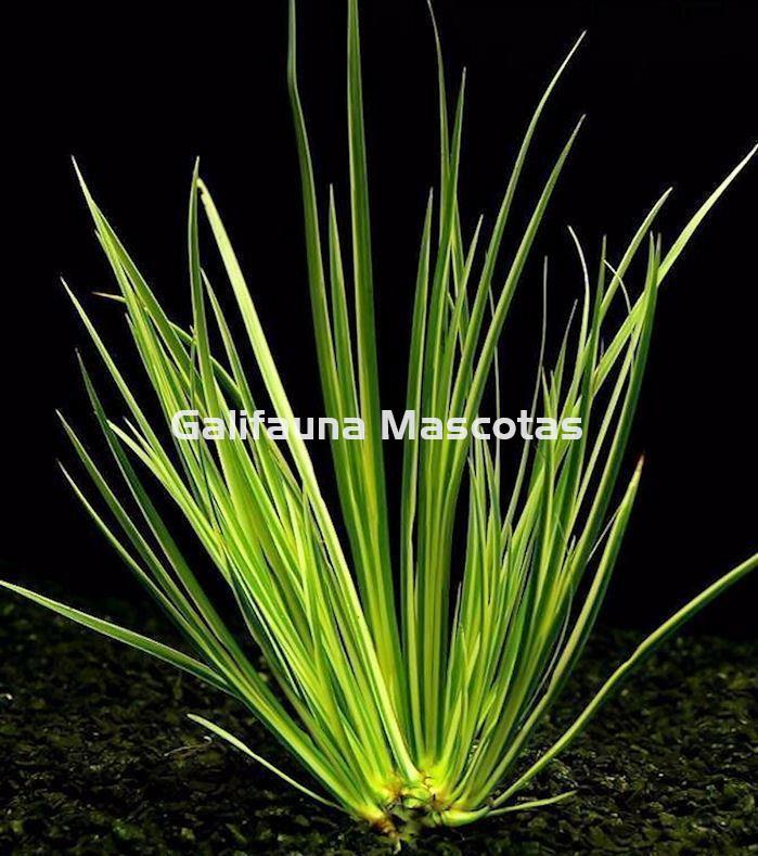 Planta natural "Graminea" Acorus gramineus variegatus. - Imagen 1