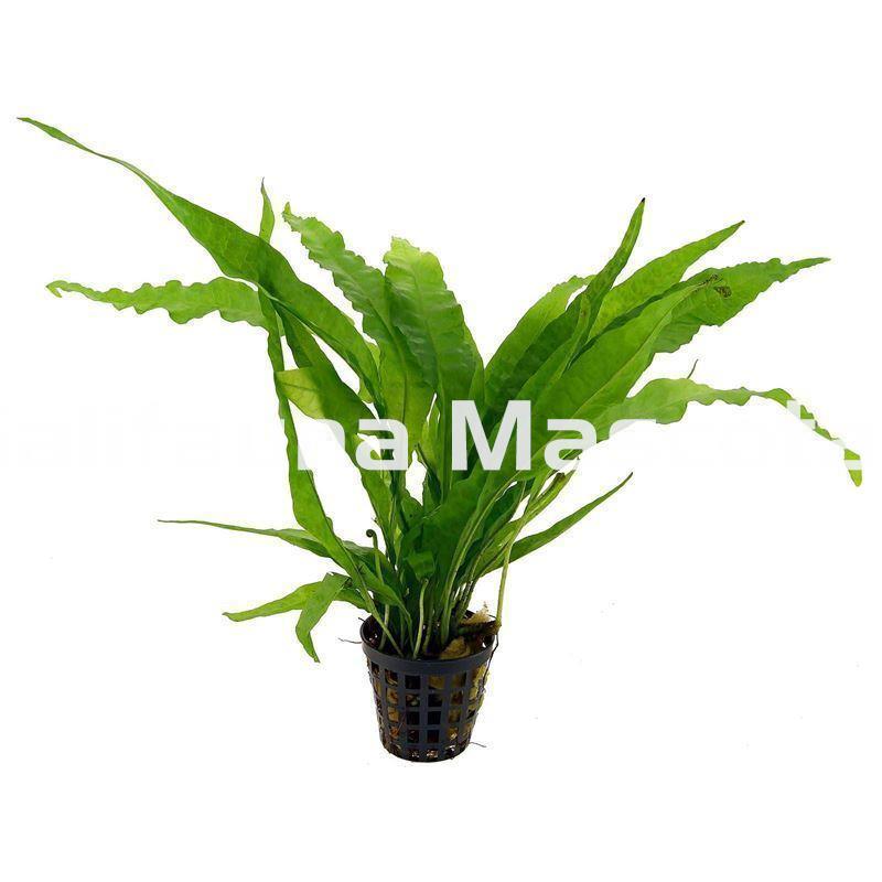 Planta natural Helecho de Java (Microsorium pteropus). - Imagen 2