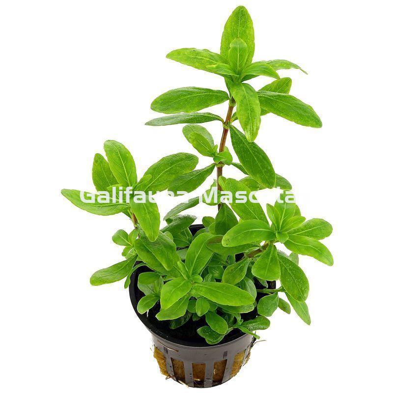 Planta natural Hygrofila polysperma (Hygrophila polysperma). - Imagen 1