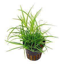 Planta natural Juncus Repens (Juncus Repens). - Imagen 1