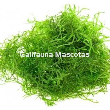 Planta natural Musgo de Java (Vesicularia Dudyana). - Imagen 1