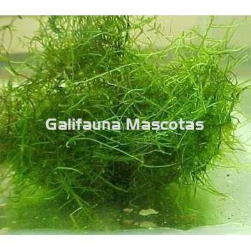 Planta natural Musgo de Java (Vesicularia Dudyana). - Imagen 2