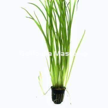 Planta natural Vallisneria espiralis (Vallisneria espiralis). - Imagen 1