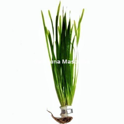 Planta natural Vallisneria gigantea. - Imagen 1