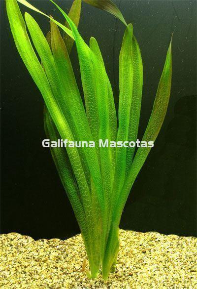 Planta natural Vallisneria gigantea. - Imagen 2