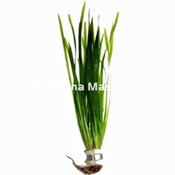 Planta natural Vallisneria (Vallisneria-sp) - Imagen 1