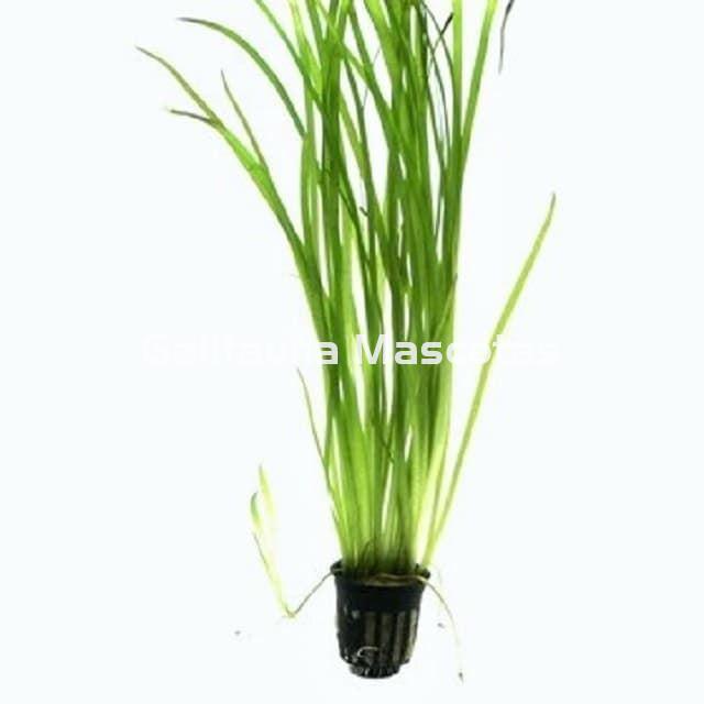 Planta natural Vallisneria (Vallisneria-sp) - Imagen 2