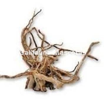 Raiz del desierto Gigante Unidad. - Imagen 2