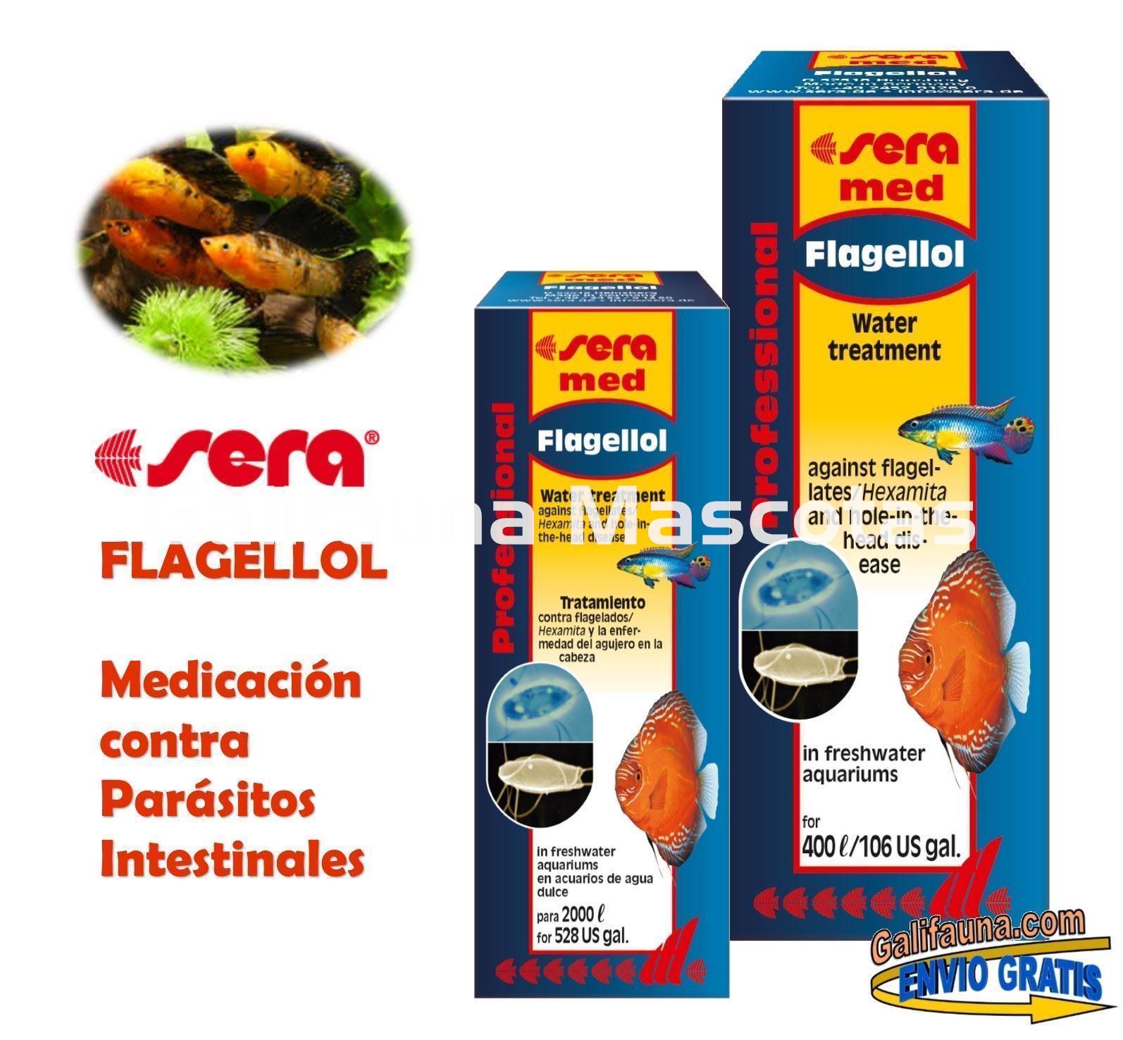 SERA Professional Flagellol. Medicación profesional para peces. - Imagen 1