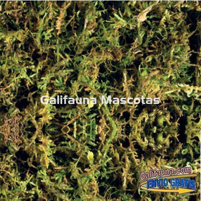 Sutrato de MUSGO NATURAL FOREST MOSS para terrarios. - Imagen 2