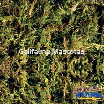 Sutrato de MUSGO NATURAL FOREST MOSS para terrarios. - Imagen 2