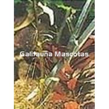 Tijera podadora para acuarios de 25 cm de largo - Imagen 2