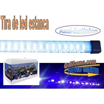 Tira de led  Estanca. Azul. Varias medidas. - Imagen 1