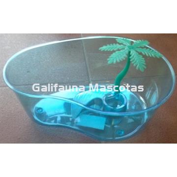 Tortuguera de riñon con isla y palmera pequeña. - Imagen 1